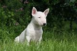 BULL TERRIER MINIATURE 167